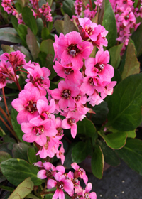Bergenia x 'Pink Dragonfly'